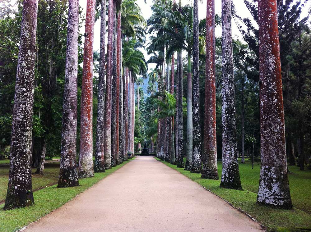 Passeios no Rio com Guia de Turismo: Jardim Botânico